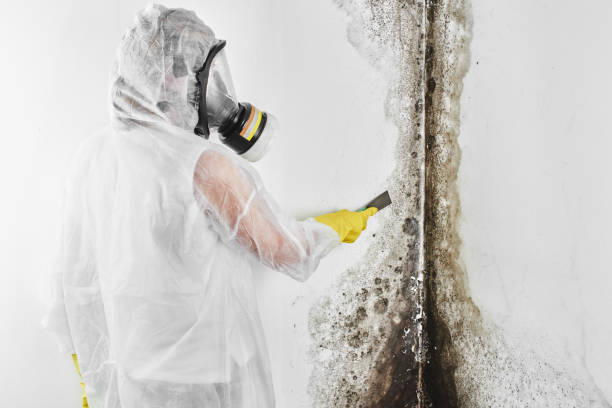 Best Commercial Mold Removal  in Oakhurst, OK