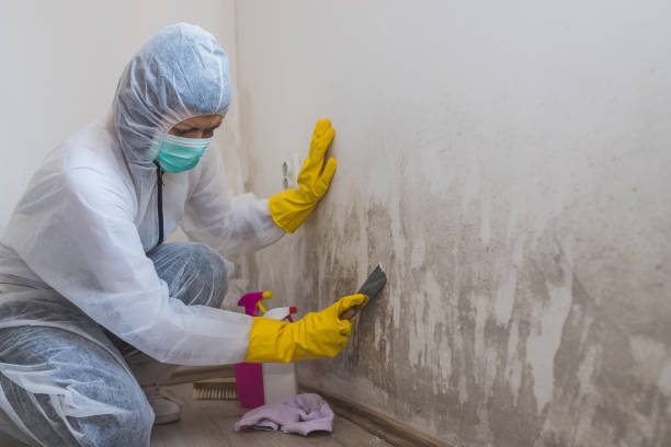 Best Best Mold Removal Companies  in Oakhurst, OK