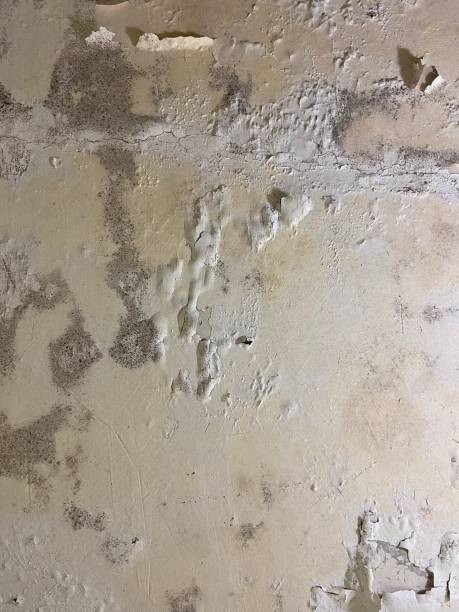 Best Emergency Mold Removal  in Oakhurst, OK