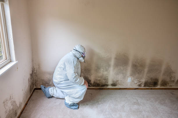 Best Toxic Mold Removal  in Oakhurst, OK