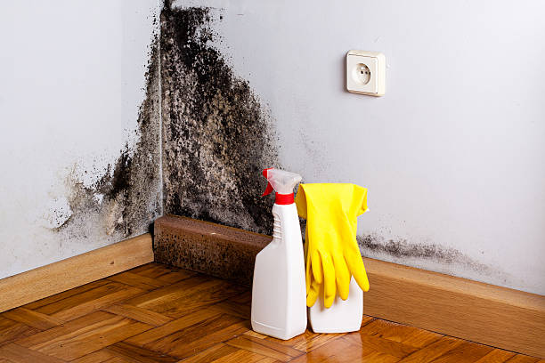 Best Mold Removal and Inspection  in Oakhurst, OK
