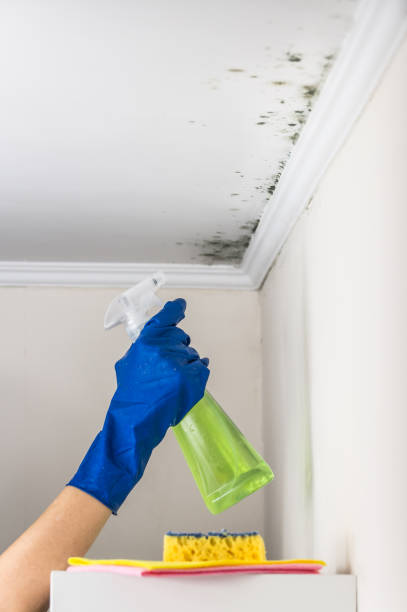Best Local Mold Removal Service  in Oakhurst, OK